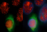 UCLA Department of Molecular, Cell, and Developmental Biology